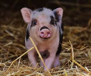 Mini Pig Myth Revealed: How to shop for a mini pig without being scammed Mini Pig Myth Revealed: How to shop for a mini pig without being scammed