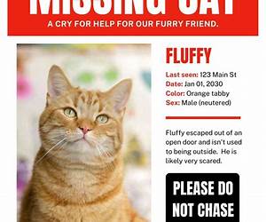 Mission Lost Cat (Bumble B.)