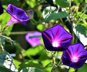 Morning Glories #10 Morning Glories #10