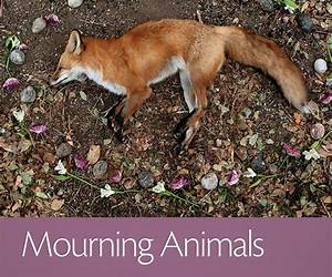 Mourning Animals: Rituals and Practices Surrounding Animal Death Mourning Animals: Rituals and Practices Surrounding Animal Death