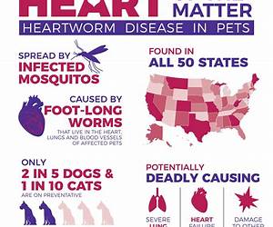 Nature's Untold Answer to Toxic Heartworm Treatment \u0026 Prevention, 2nd Edition09/2017: Discover this exclusive unrivaled protocol to safely eradicate heartworms from your dog now! Nature's Untold Answer to Toxic Heartworm Treatment \u0026 Prevention, 2nd Edition09/2017: Discover this exclusive unrivaled protocol to safely eradicate heartworms from your dog now!