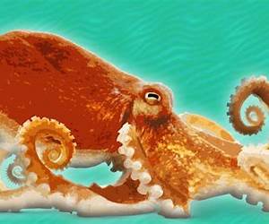 OctopusKids Explore: Animal books nonfictionbooks ages 5-6 OctopusKids Explore: Animal books nonfictionbooks ages 5-6