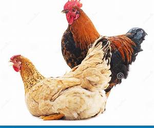 Of Cocks and Hens (The Summer of 71 Series, #3)