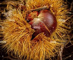 Opening a Chestnut Burr Opening a Chestnut Burr