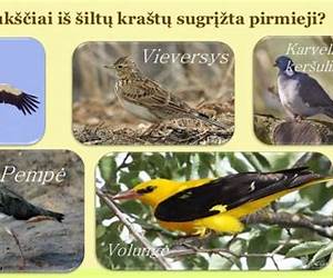 Pavasarį paukščiai sugrįžta