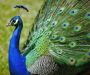 Peacocks (Living Wild)