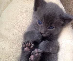 Perfect Kitten: My Secret Diary