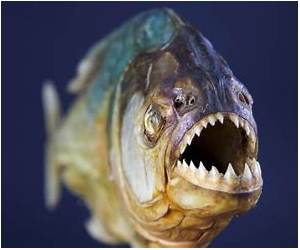 Piranhas: Built for the Hunt (Predator Profiles) Piranhas: Built for the Hunt (Predator Profiles)