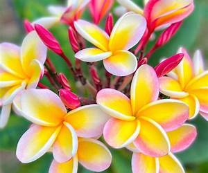 Plumeria Moments Plumeria Moments
