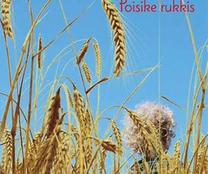 Poisike rukkis