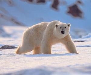 Polar bear: Shamanism, legends, people of the world, superabilities, Eykumena, ceremonies. (45) Polar bear: Shamanism, legends, people of the world, superabilities, Eykumena, ceremonies. (45)