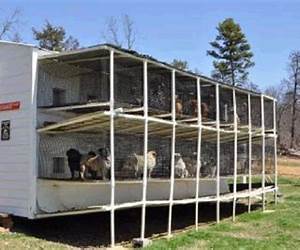 Puppy Mill Puppy Mill
