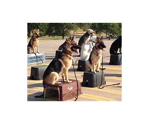 Puppy Training Boot Camp: The Ultimate Guide On Training Your Puppy For Good Behaviour (Dog training, Puppy training, Mind control, Crate training, House training)