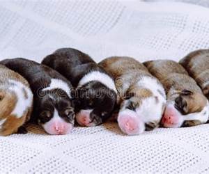 Raising Puppies: Beginner's Survival Guide From Birth To Eight Weeks
