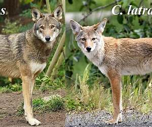 Red Wolf And Little Coyote: Their Trail Red Wolf And Little Coyote: Their Trail