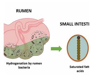 Rumen Microbiology: From Evolution to Revolution Rumen Microbiology: From Evolution to Revolution