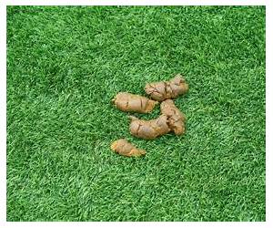 Running Dog Maintenance Running Dog Maintenance