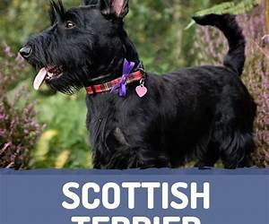 Scottish Terrier Training Guide. Scottish Terrier Training Book Includes: Scottish Terrier Socializing, Housetraining, Obedience Training, Behavioral Training, Cues \u0026 Commands and More Scottish Terrier Training Guide. Scottish Terrier Training Book Includes: Scottish Terrier Socializing, Housetraining, Obedience Training, Behavioral Training, Cues \u0026 Commands and More