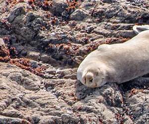 Seal Secrets Seal Secrets