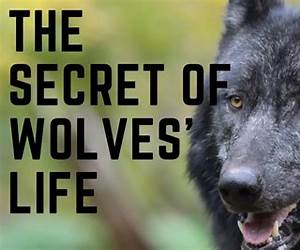 Secrets of a Wolf (Guardians of Spirit Rock Book 1)
