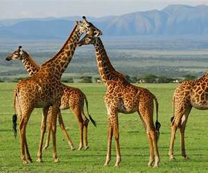 Serengeti: Kingdom of Predators