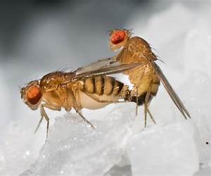 Sex Lies \u0026 Fruit Flies