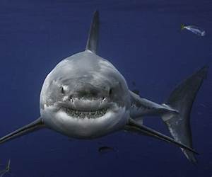 Shark (Forbidden Desires, #3) Shark (Forbidden Desires, #3)