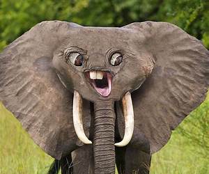 Silly Elephant