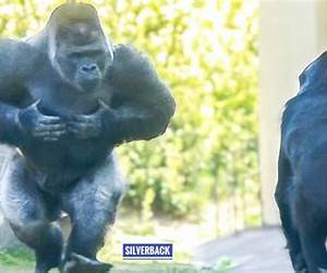 Silverback's Mate Silverback's Mate