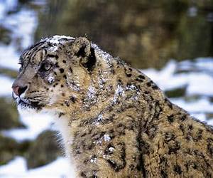 Snow Leopards: Biodiversity of the World: Conservation from Genes to Landscapes Snow Leopards: Biodiversity of the World: Conservation from Genes to Landscapes