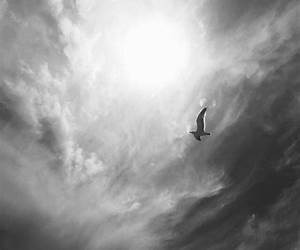 Soaring Alone