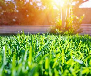 Spring Grass
