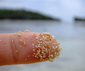 Star Sand