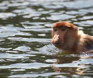 Swimming Monkeys: Exodus