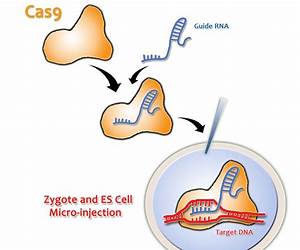 Synthetic mRNA: Production, Introduction Into Cells, and Physiological Consequences (Methods in Molecular Biology, 1428) Synthetic mRNA: Production, Introduction Into Cells, and Physiological Consequences (Methods in Molecular Biology, 1428)