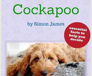 The 10 Minute Cockapoo