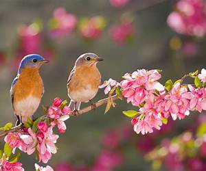 The Bird in the Garden