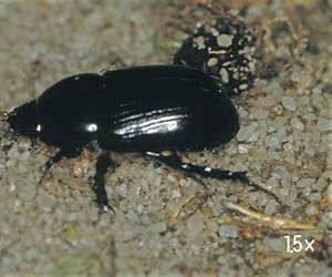 The Black Beetle: Night Shift #0 The Black Beetle: Night Shift #0