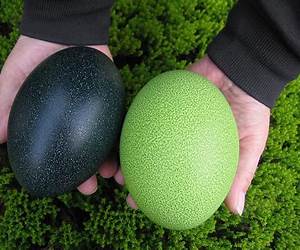 The Cassowary's Egg The Cassowary's Egg