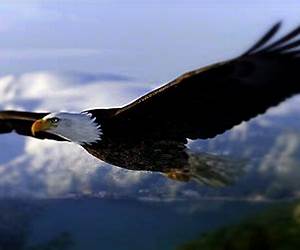 The Eagle That Would Not Fly: Gujarati / English Version