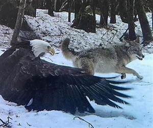 The Eagle and the Wolf The Eagle and the Wolf
