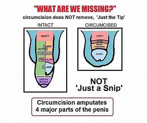 The Foreskin and Why You Should Keep It The Foreskin and Why You Should Keep It