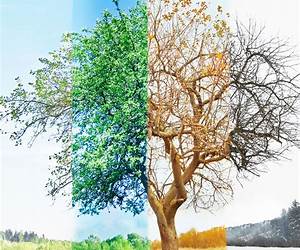 The Four Seasons