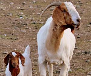 The Goat Children