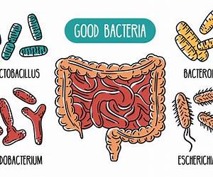 The Good Gut: 12 Steps to Manage Your Weight and Be Healthy (good gut diet, the ultimate good gut guide, good gut guide) The Good Gut: 12 Steps to Manage Your Weight and Be Healthy (good gut diet, the ultimate good gut guide, good gut guide)