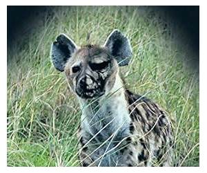 The Hyena-Man of Africa Solved (African Encounters Book 1) The Hyena-Man of Africa Solved (African Encounters Book 1)