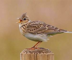 The Lark The Lark