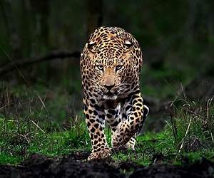 The Leopard in India