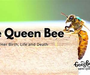 The Murder of a Queen Bee (A Henny Penny Farmette Mystery) The Murder of a Queen Bee (A Henny Penny Farmette Mystery)