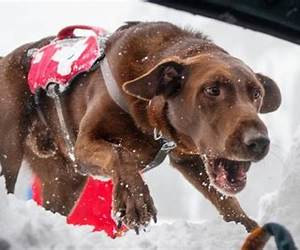 The Mysterious Dog That Saves Lives: The Chosen One The Mysterious Dog That Saves Lives: The Chosen One